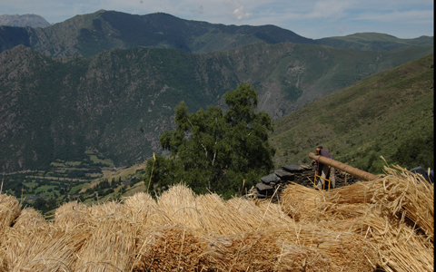 Recuperació de borda amb coberta de palla a Ginestarre